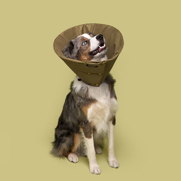 Mini Aussie is wearing Million Dogs Solid Olive Green Soft healing Cone