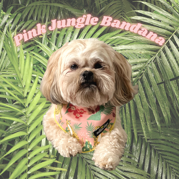 Shitzu wearing Pink Jungle Chetah Dog Bandana
