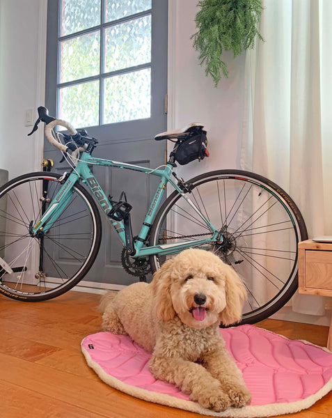 Golden doodle is seating on a Pink Play Mat in front of Bianchi Road Bike