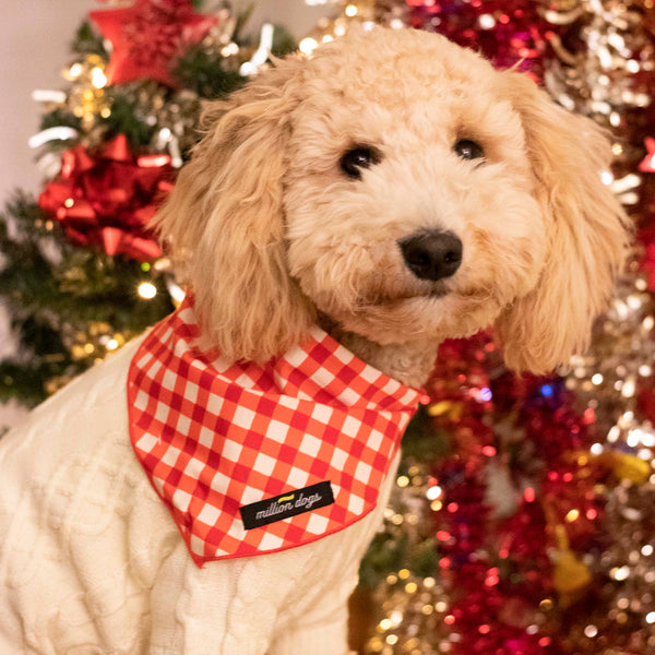 Mini Golden doodle wearing ivory cable knit sweater with Christmas check dog bandana