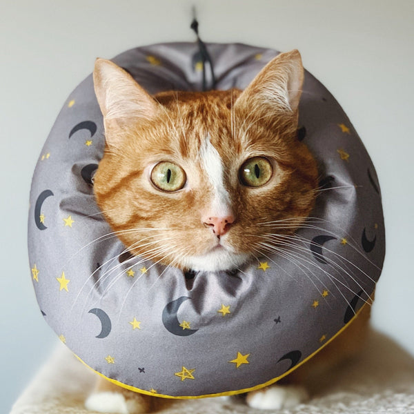 Cat wearing Moon & Star Healing Tube-Million dogs
