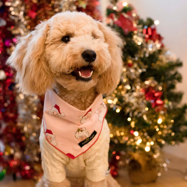 Mini Golden doodle wearing ivory cable knit sweater with Christmas Santa dog bandana