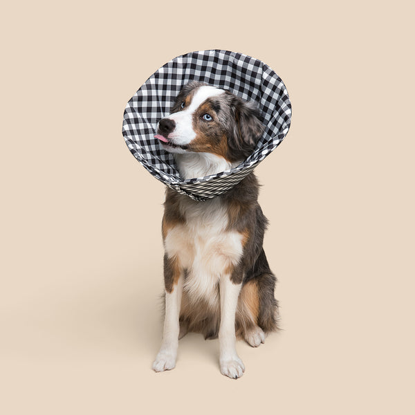 White and Brown Border Collie is wearing Gingham Check Soft healing Cone from Million Dogs