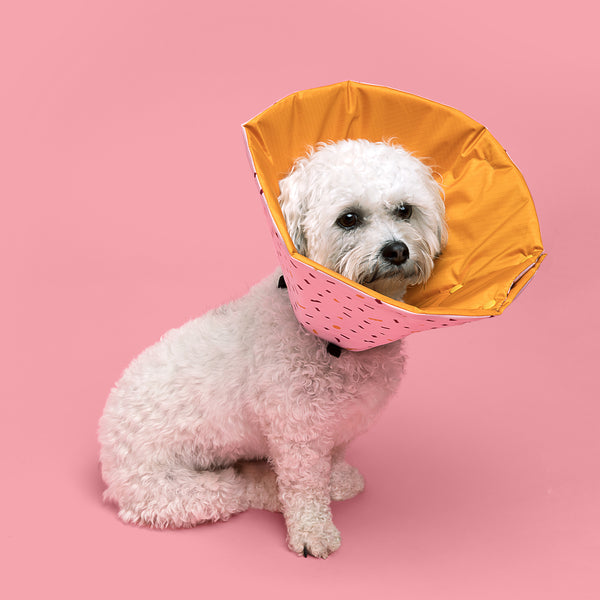 Bichon is wearing Million Dogs Anxiety Free Comfortable Healing Cone in Pink Terrazzo Pattern