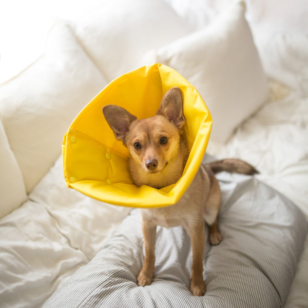 Chihuahua Pomeranian mix Wearing Million Dogs Solid Sunny Yellow Soft healing Cone
