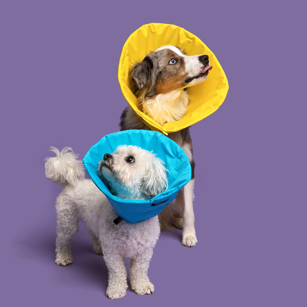 Shitzu & Bichon Frise Mix and Mini Aussie are wearing  Million Dogs Colorful Soft Alternative Healing Cones for dogs