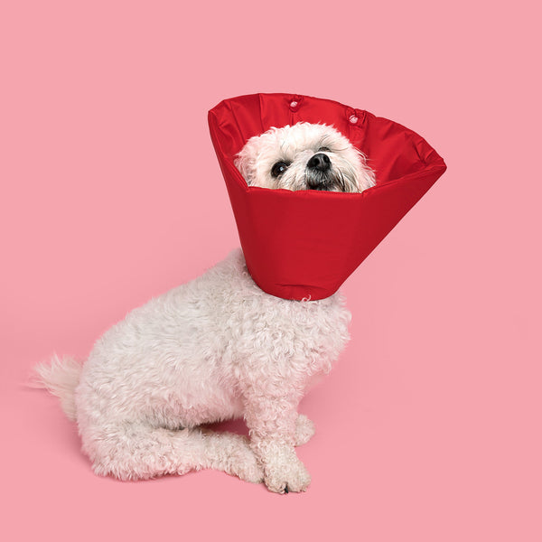 Shitzu & Bichon Frise Mix dog is wearing Million Dogs Racing Red Soft healing Cone
