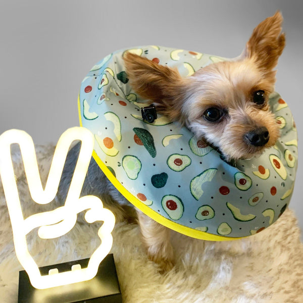 Yorkshire Terrier Yorkie wearing Avocado Healing Tube-Million dogs