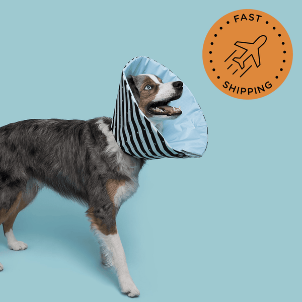 Border Collie is wearing a Comfortable Healing Cone from Million Dogs