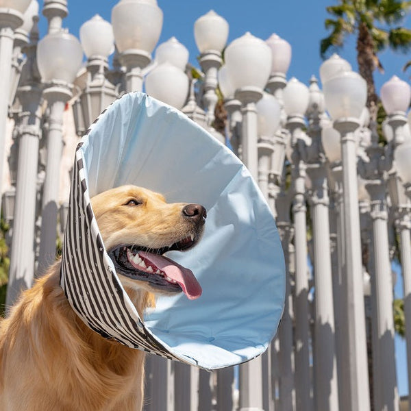 Golden Retriever with Million Dogs Healing Cone smiling in front of urban lights
