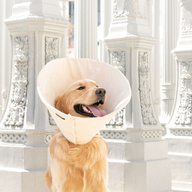 Golden Retriever wearing organic soft healing cone from million dogs