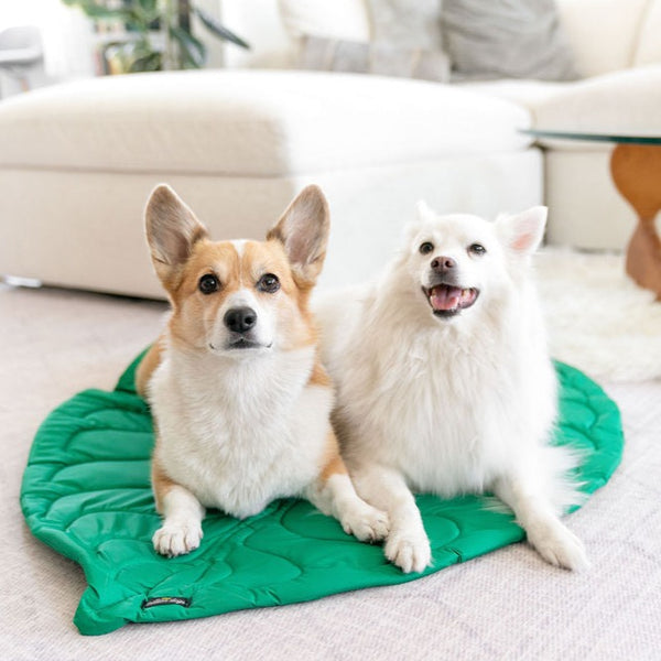Corgi and american askimo dog seating on the leaf shape dog play mat