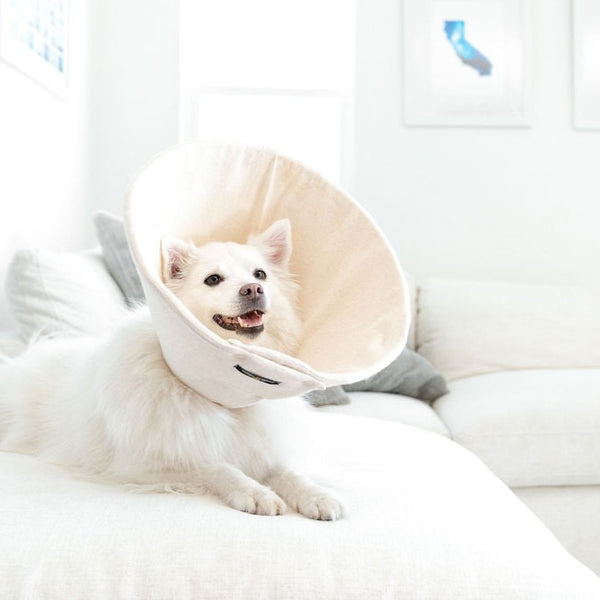 White dog wearing organic soft healing cone from million dogs