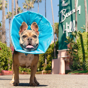 Frenchie Bulldog with Million Dogs Healing Cone standing in front of The Beverly Hills Hotel