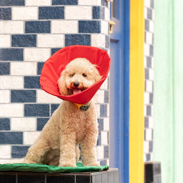 Mini Goldendoodle is wearing a soft healing cone from million dogs.