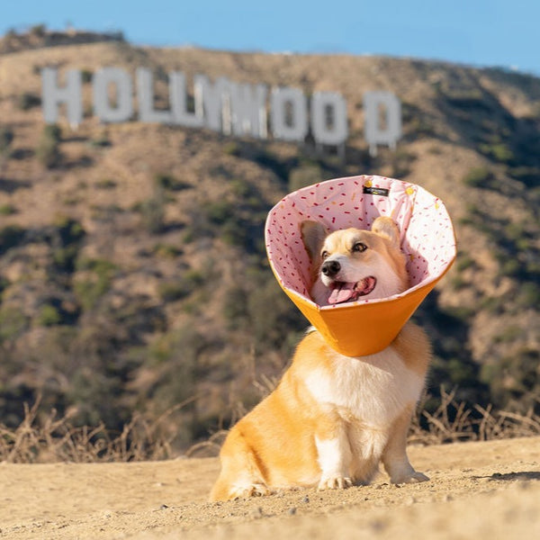 Corgi with Million Dogs Healing Cone Posing in front of hollywood sign