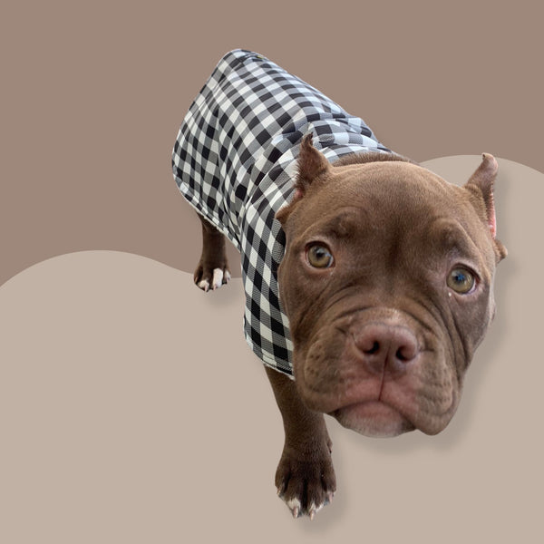 American bully puppy is wearing sherpa lined waterproof dog coat by million dogs